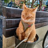 動物病院の獣医師・看護師についてのアンケート