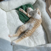 猫用グッズについてアンケート