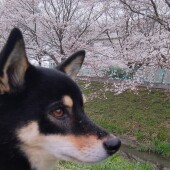 愛犬との引っ越しについてアンケート