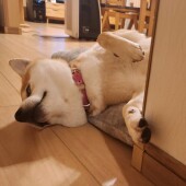 柴犬を飼っているかたへのアンケート