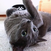 愛猫は男性と女性のどちらが好きなのかについてアンケート