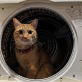 猫を飼育してからの変化についてアンケート