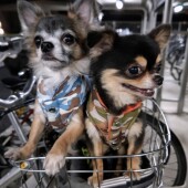 愛犬の「無理がありそうな寝方」についてのアンケート