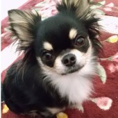 愛犬のなつきやすさについてアンケート