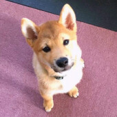眠っているときの愛犬についてアンケート
