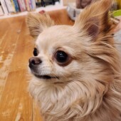 犬が笑顔になるときについてのアンケート