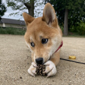 シニア犬（7才以上）を飼っている飼い主さんにアンケート