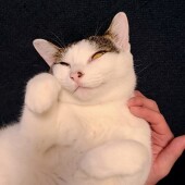 室内外の猫の散歩についてのアンケート