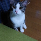 猫を半年以上飼われている方にアンケート