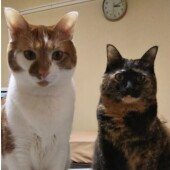 愛猫の運動神経についてアンケート