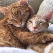 愛猫と似ている野良猫に出会ったことはあるかについてアンケート