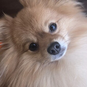 飼い主さんを起こす犬についてのアンケート