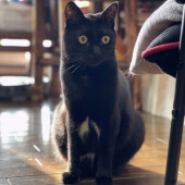 愛猫から「起きて」の圧をかけられたことのある飼い主さんにアンケート