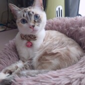 猫の多頭飼いをしている飼い主さんにアンケート