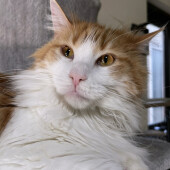 愛猫のために自動給餌器を使っている飼い主さんにアンケート