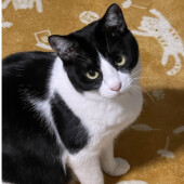 愛猫から「寂しい」という気持ちを感じたしぐさ・行動に関するアンケート