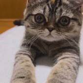 動物病院の救急外の受診についてアンケート