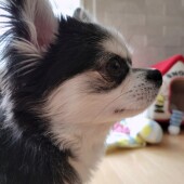 【チワワの飼い主様対象】チワワ専用ドッグフードに関するアンケート