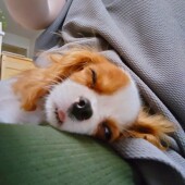シニア犬との暮らしで困っていることについてアンケート