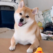 子犬との暮らしで困っていることについてアンケート