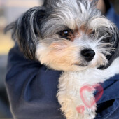 愛犬の家族に対する態度についてアンケート