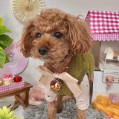愛犬のこだわりについてアンケート