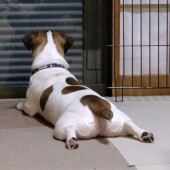 愛犬のくつろぎ方についてアンケート