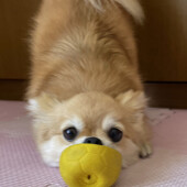 愛犬の後追い行動についてアンケート