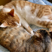 愛猫の「誕生日プレゼント」についてのアンケート