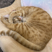 動物病院で嫌な思いをしたことについてアンケート