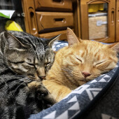 家族間での好き嫌いについてアンケート