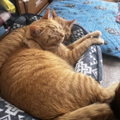 猫の散歩についてアンケート