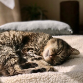 愛猫の甘噛みついてアンケート