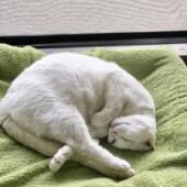 愛猫の「季節の変わり目の不調」に関するアンケート