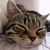 愛猫が飼い主さんに対して見せる行動に関するアンケート