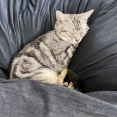 愛猫と水に関するアンケート