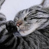 愛猫の爪切りに関するアンケート