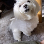 愛犬の塩対応についてアンケート
