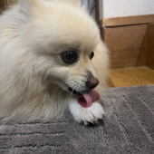 愛犬になぐさめられた経験についてアンケート