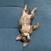 猫の抜けたヒゲについてのアンケート