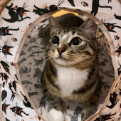 猫の粗相を減らす方法についてアンケート