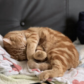 長毛種猫のブラッシングについてアンケート