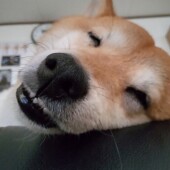 愛犬は飼い主さんのニオイが好きかについてアンケート