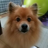 動物病院についてアンケート