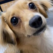 愛犬のあご乗せについてアンケート