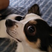 愛犬のお気に入りのおもちゃについてアンケート