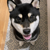愛犬の落差につてアンケート