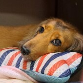 犬の健康についてのアンケート