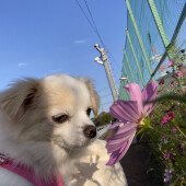 犬の行動に関するアンケート