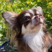 犬の散歩に関するアンケート